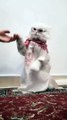 Arabian cat chilling and dancing