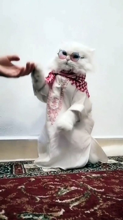Arabian cat chilling and dancing