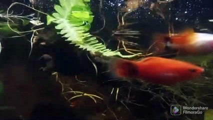 Tema Rawa untuk Paludarium 🌿 - thumbnail