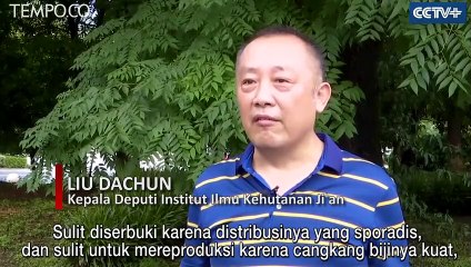 Ditemukan, Pohon Uang, Tanaman Langka di Cina