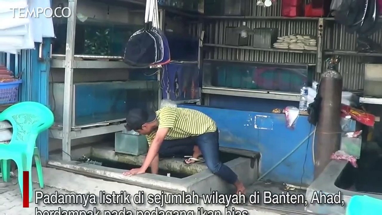 Listrik Padam, Ikan Mati Mendadak, Pedagang Ikan Hias Rugi