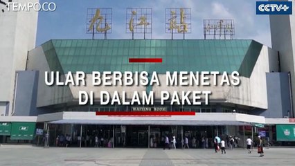 Ular Kobra Beracun Menetes di Dalam Paket, Penumpang Kereta Heboh