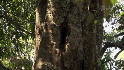 Mutant Planet - India's Western Ghats
