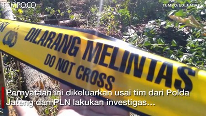 Investigasi Polisi-PLN, Pemadaman Listrik Akibat Pohon Sengon