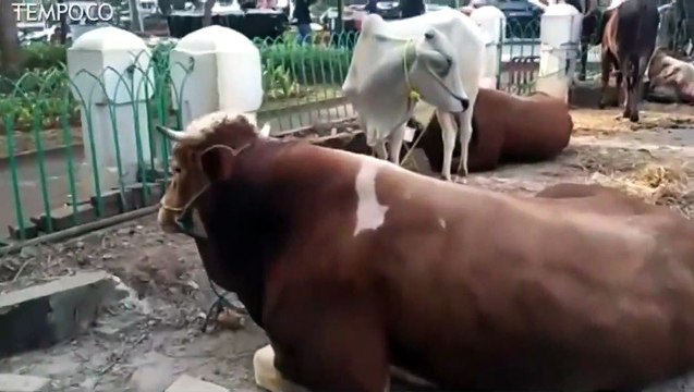 Deretan Sapi Limosin di Masjid Cut Meutia