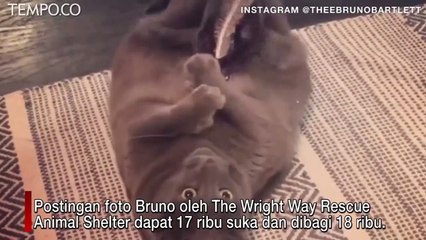 Bruno, Kucing Supergendut Temukan Ibu Baru, Artis Lauren Paris