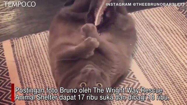 Bruno, Kucing Supergendut Temukan Ibu Baru, Artis Lauren Paris