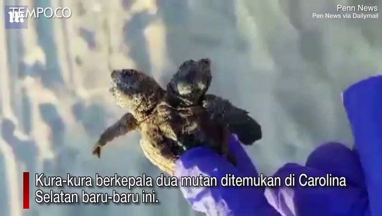 Langka, Ditemukan Kura-kura Berkepala Dua, Ini Penampakannya