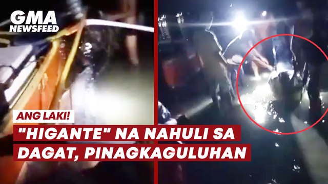 Ang laki! Higante na nahuli sa dagat, pinagkaguluhan | GMA News Feed