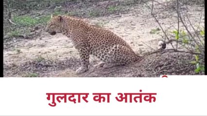 बिजनौर:आबादी के नजदीक गुलदार ने गौवंश को बनाया निवाला,फैली दहशत