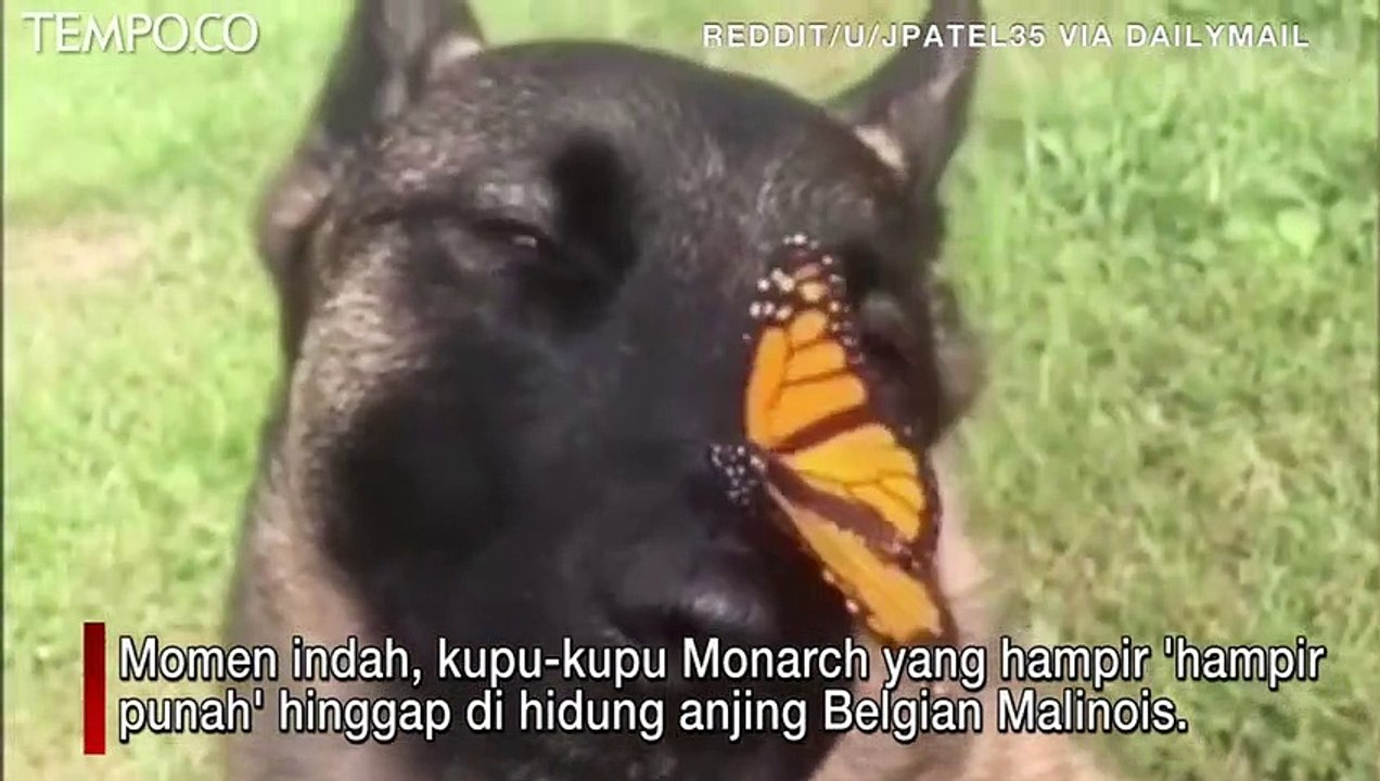 Jenis Anjing Belgian Malinois Ini Dapat Medali Penghargaan