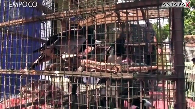 Digagalkan, Penyelundupan Satwa Asal Papua