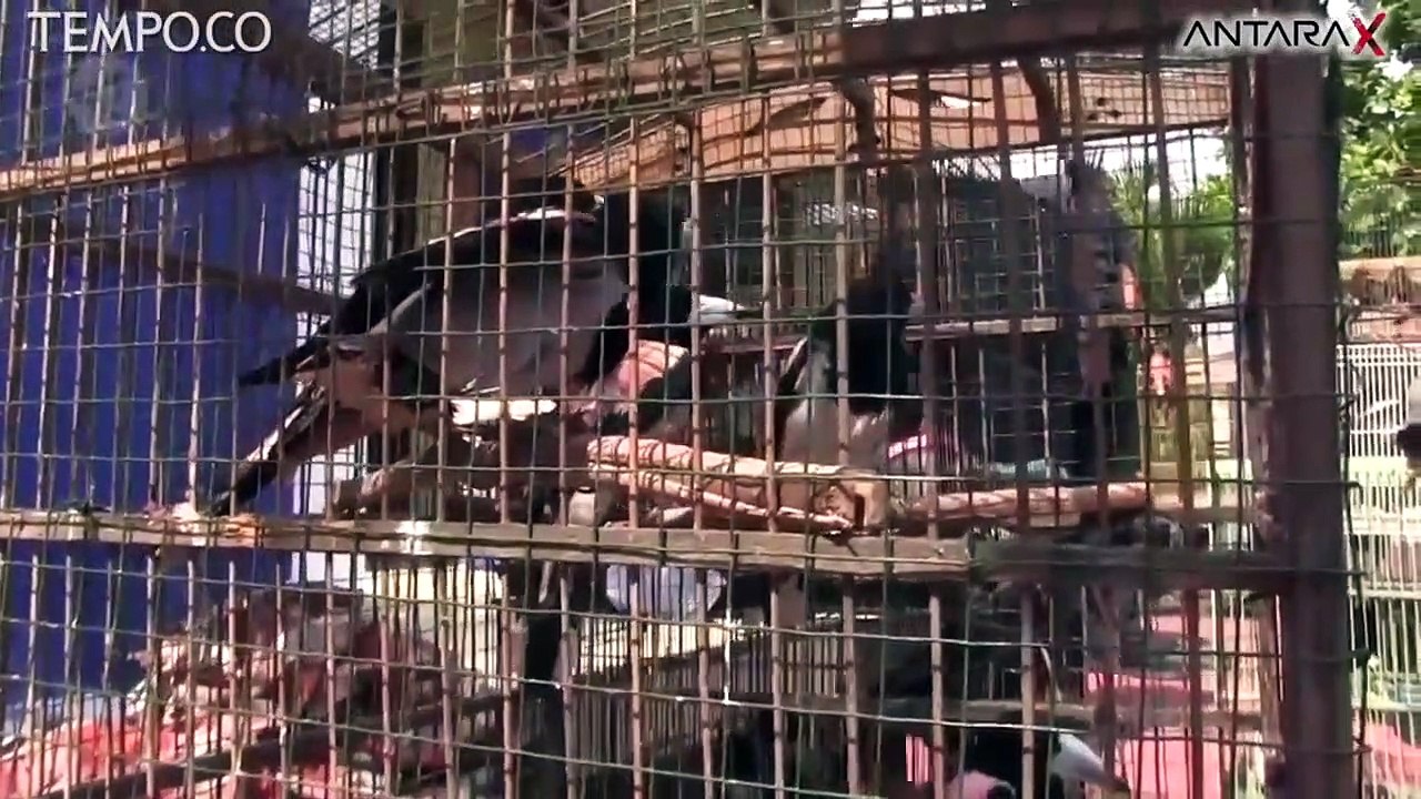 Digagalkan, Penyelundupan Satwa Asal Papua