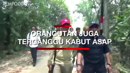 Kabut Asap Ganggu Habitat Orangutan di Kalimantan Barat