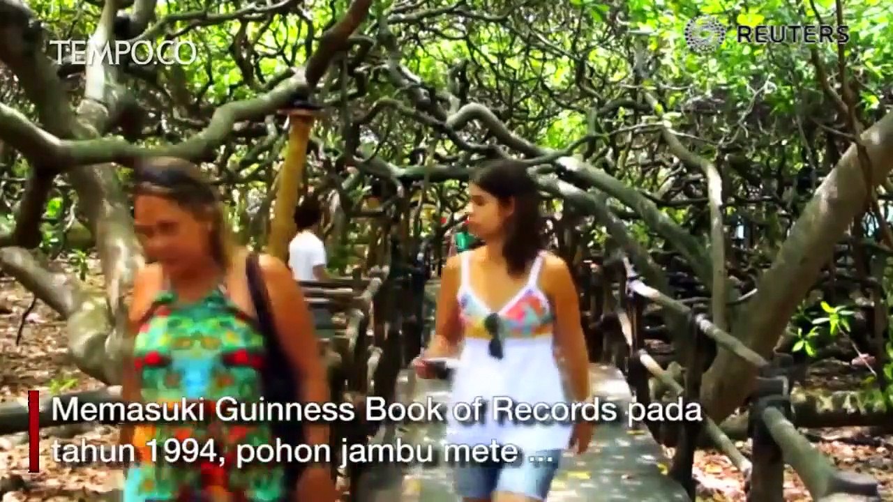 Pohon Mete Terbesar di Dunia Ini Berumur 140 Tahun