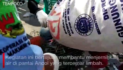 Kurangi Pencemaran Laut, Ancol Lepas Satu Ton Kerang Hijau