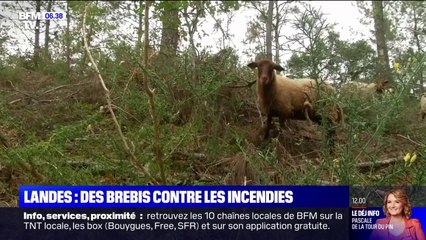 下载视频: Dans la commune de Soustons, ces brebis sont utilisées pour débroussailler la forêt afin d'éviter le retour des incendies