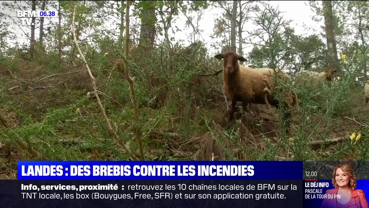 Dans la commune de Soustons, ces brebis sont utilisées pour débroussailler la forêt afin d'éviter le retour des incendies