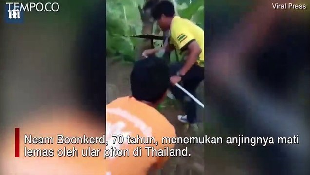 Detik-detik Ular Piton Telan Hewan Piaraan Nenek Pensiunan di Thailand