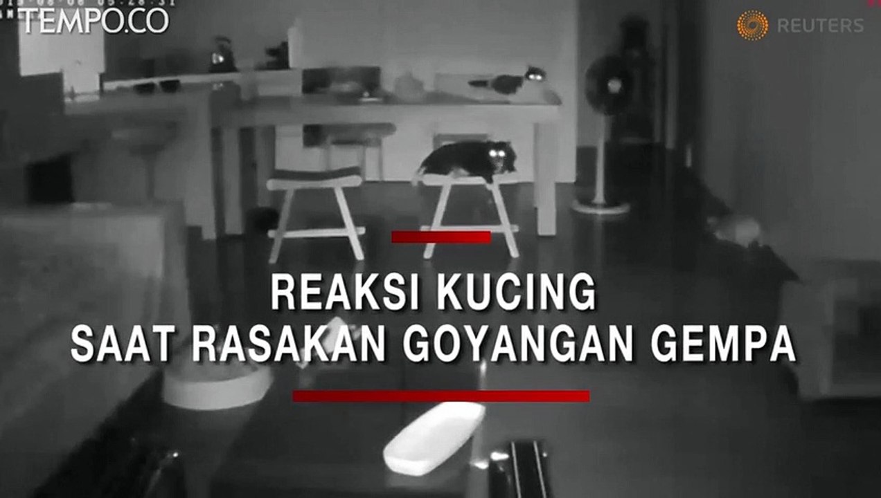 Begini Reaksi Kucing-Kucing saat Rasakan Goyangan Gempa Taiwan