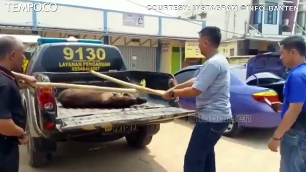 Kisah Warga yang Berduel dengan Babi Hutan yang Masuk Masjid