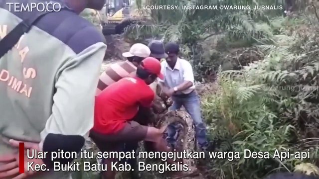 HABIS MAKAN BABI, ULAR PITON DIEVAKUASI MENGGUNAKAN EKSKAVATOR