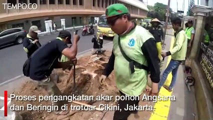 Pemprov DKI Tebang Pohon untuk Revitalisasi Trotoar Cikini
