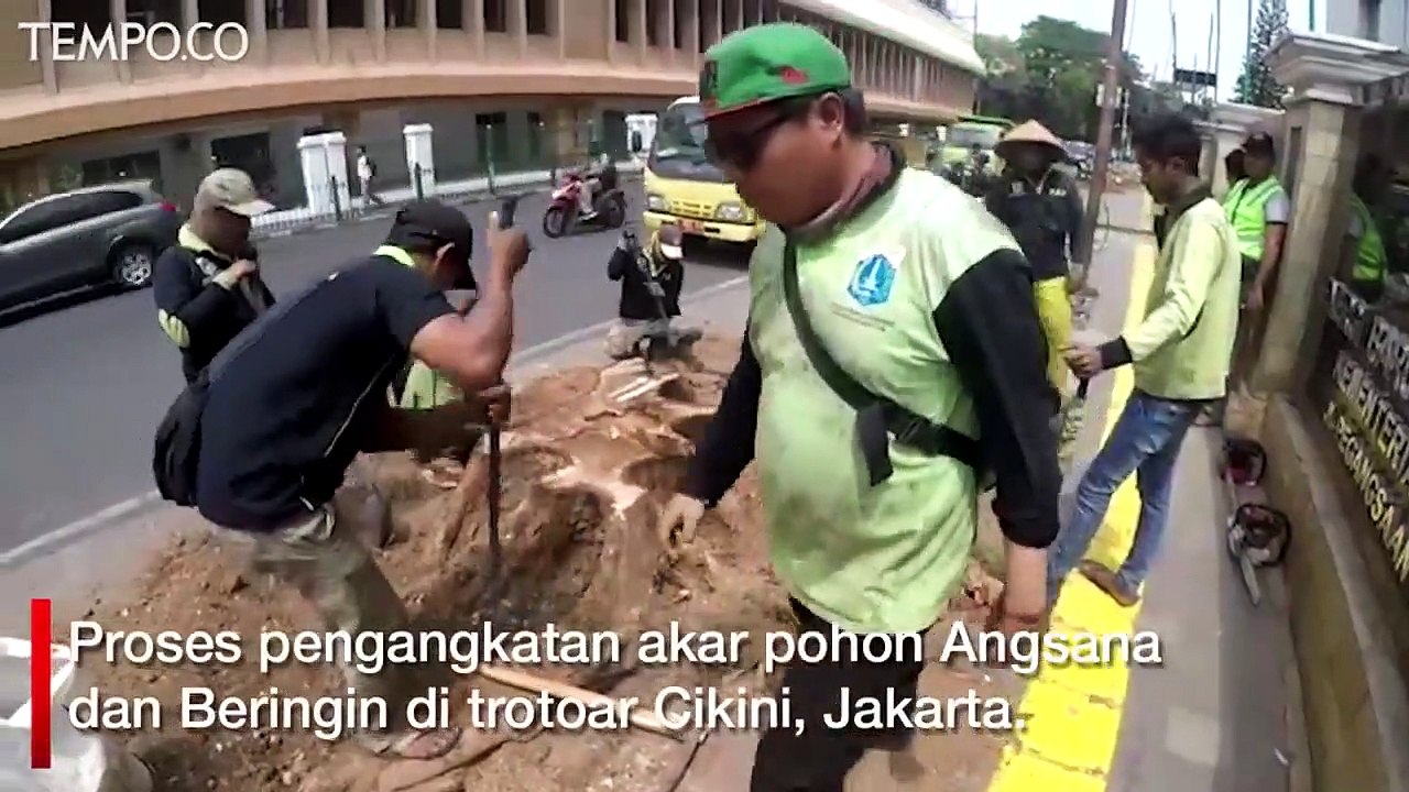 Pemprov DKI Tebang Pohon untuk Revitalisasi Trotoar Cikini