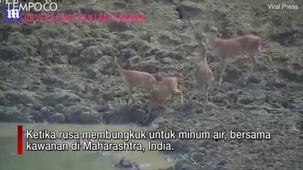 Licik dan Brutal, Ular Piton Mencaplok Rusa, Membanting ke Udara, Menggulung di Empang