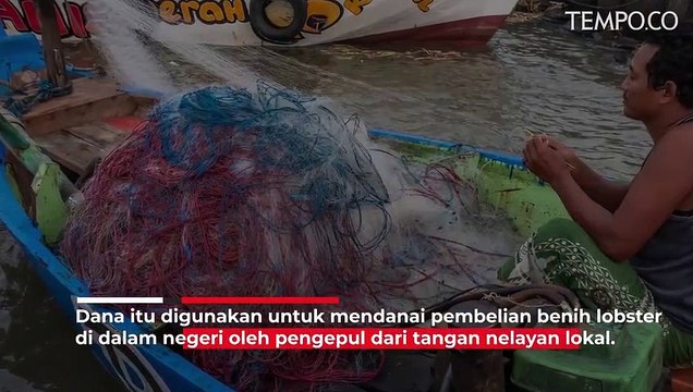 Perkara Ekspor Benih Lobster