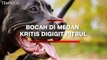 Bocah 8 Tahun di Medan Kritis Akibat Diserang Anjing Pitbull