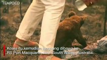 Wanita Nekat Terobos Kebakaran Hutan demi Selamatkan Koala