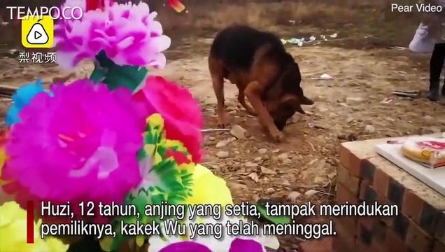 Memilukan, Ikut Ziarah, Anjing Ini Coba Menggali Makam Tuannya