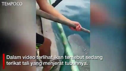 Hiu Paus Terjerat Tali Minta Bantuan Nelayan Lepaskan