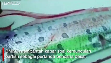 Benarkah Munculnya Oarfish Pertanda Bencana, Ini Kata BMKG
