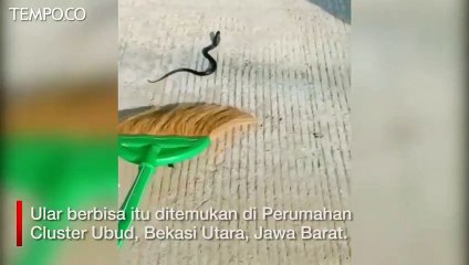 Ular Kobra Ditemukan di Bekasi, November Januari Musim Menetas