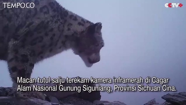 Langka, Terlihat Jelas Macan Tutul Salju Terekam Kamera Lagi Joget