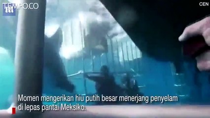Hiu Putih Besar Terjang Penyelam tapi Terjebak Jeruji, Begini Akhirnya