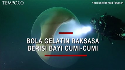 Memukau, Bola Gelatin Raksasa Bawah Laut Berisi Ribuan Bayi Cumi-cumi