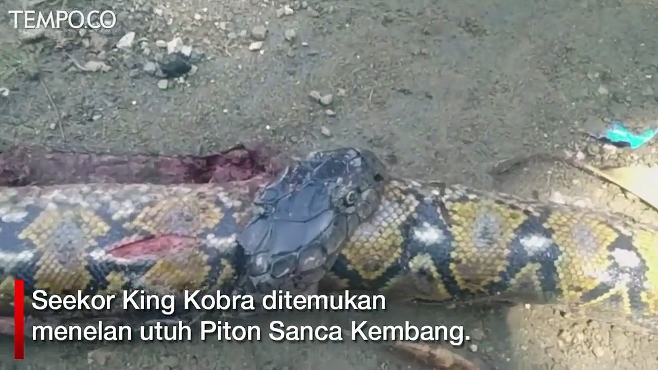 Warga Kaget Temukan Ular Piton Dalam Perut King Kobra