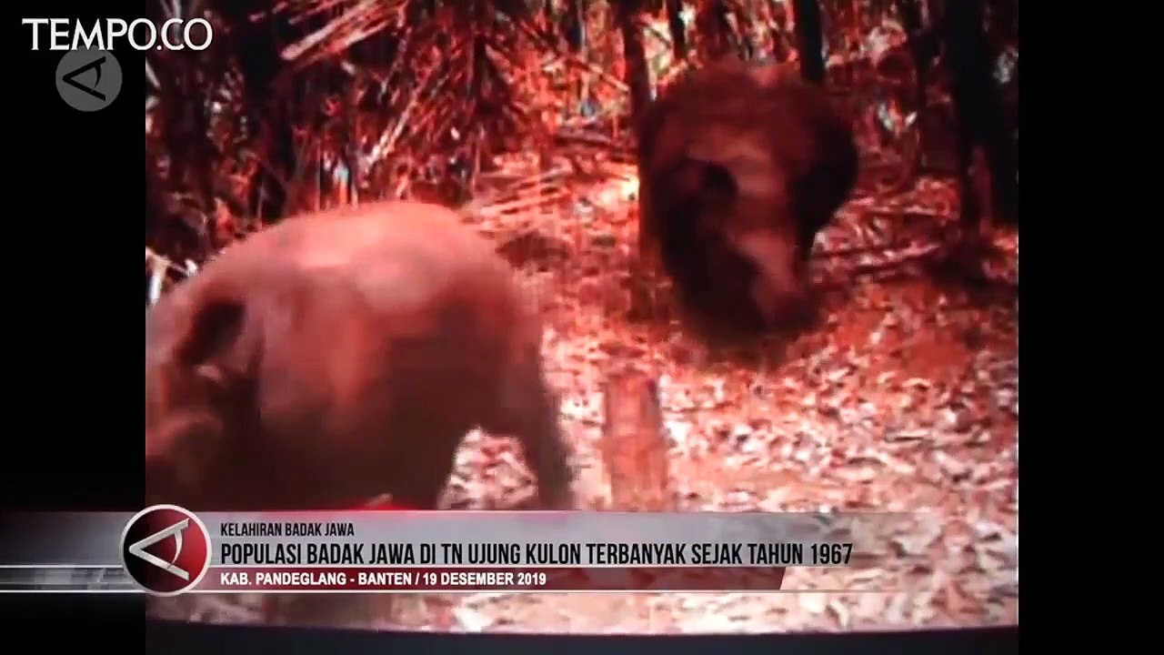 Tahun Ini Populasi Badak Jawa Terbanyak di TN Ujung Kulon