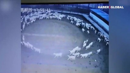 Esrarengiz olay! Koyunlar 12 gün boyunca sürü halinde çember çizip durdular
