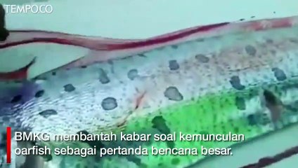 Benarkah Munculnya Oarfish Pertanda Bencana, Ini Kata BMKG
