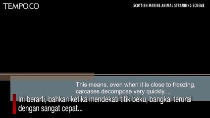 Mengejutkan, Paus Sperma Mati, di Perutnya 100 Kilogram Sampah