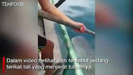 Hiu Paus Terjerat Tali Minta Bantuan Nelayan Lepaskan