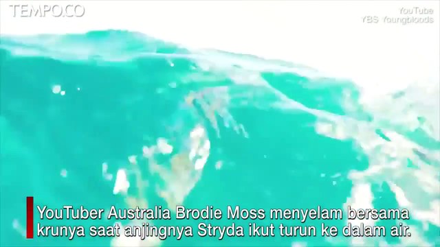 Detik-detik Youtuber Ini Selamatkan Anjingnya yang Nyaris Dimakan Hiu