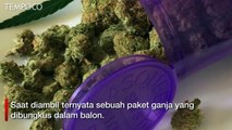 Paket Ganja Mengendap di Hidung, Baru Tersadar Setelah 18 Tahun