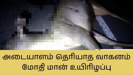 மதுரை:அடையாளம் தெரியாத வாகனம் மோதி மான் உயிரிழப்பு!