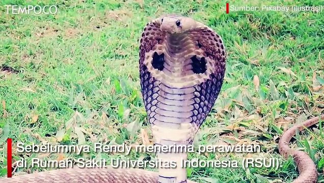 Pemuda di Depok Digigit King Kobra, Racunnya Menyebar Hingga Tewas