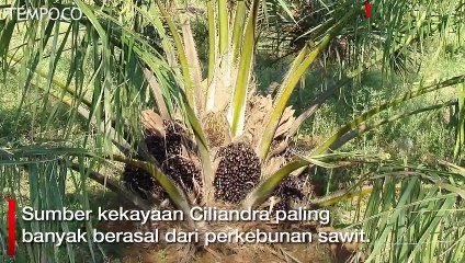 Hartanya Rp 19 Triliun, Ciliandra Jadi Orang Kaya Termuda